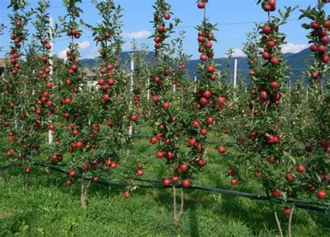 苹果树栽培技术苹果树简化省工整形修剪法 凤凰网