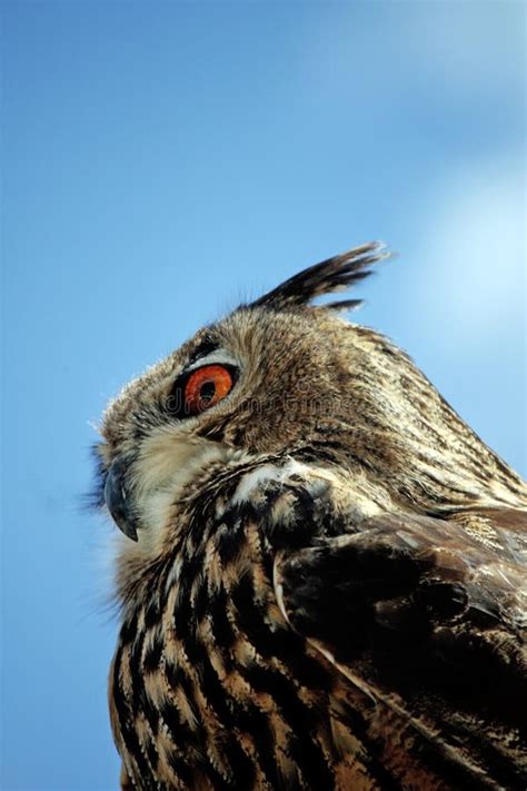 Rock Eagle-Owl stock image. Image of predator, horned - 12383329