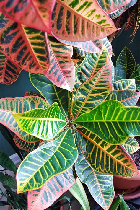 How To Cultivate Croton Plants Indoors Gardeners Path