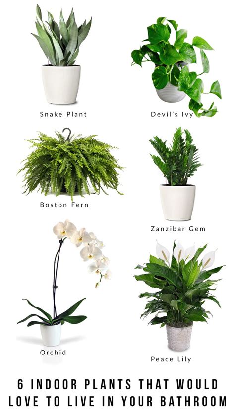 Plants That Will Grow In A Dark Bathroom - Bathroom Poster