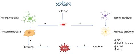 Ijms Free Full Text Nrf Pathway In Huntingtons Disease Hd What