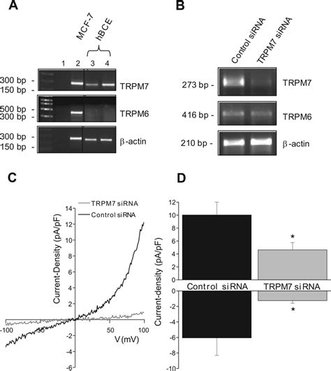 Melastatin Transient Receptor Potential Trpm7 Implication In Mcf 7 Download Scientific