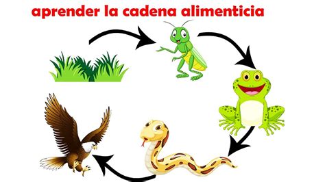 Cadena Alimentaria Para Ni Os Videos Educativos Para Ni Os Que Es