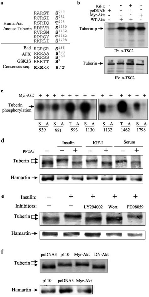 Akt Phosphorylates Tuberin In Vitro And In Vivo And Mediates