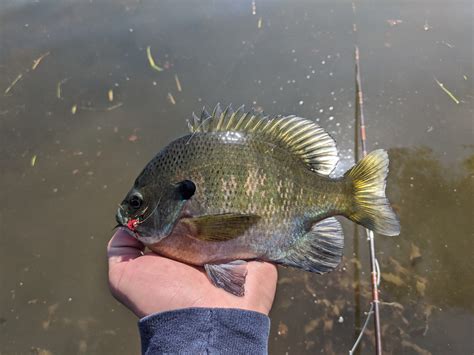 The Ultimate Guide How To Fish For Panfish Like A Pro