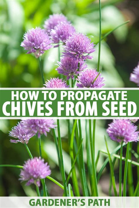 How To Grow Chives From Seed Gardeners Path