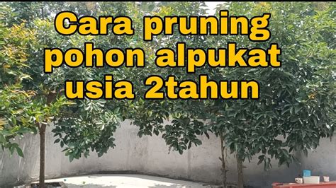 CARA PRUNING POHON ALPUKAT USIA 2TAHUN YouTube