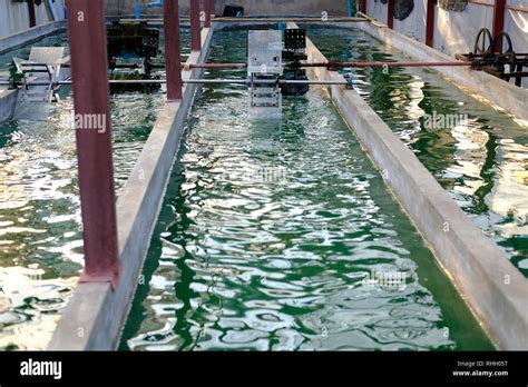 spirulina farm. algae farming for dietary supplement production Stock Photo - Alamy