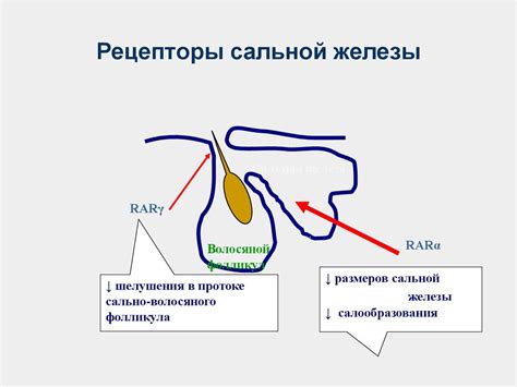 Строение и функции сальной железы - презентация онлайн