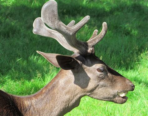 Fallow Deer Antler Free Photo On Pixabay Pixabay