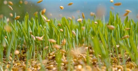 How Long Can Grass Seed Go Without Water AdvicerHome