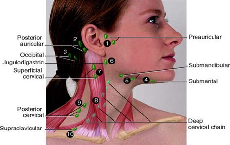 Posterior Cervical Lymph Nodes Swollen Posterior Cervical Lymph Nodes
