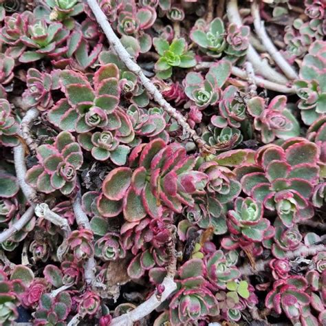 30 Mixed Sedum Collection Groundcover Succulent Rock Garden | Etsy