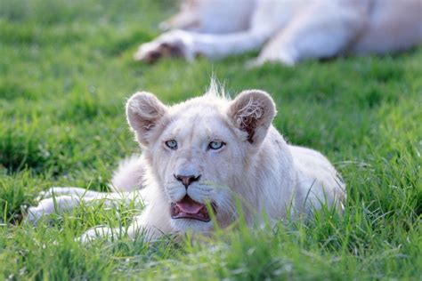 White Lion Animal Facts