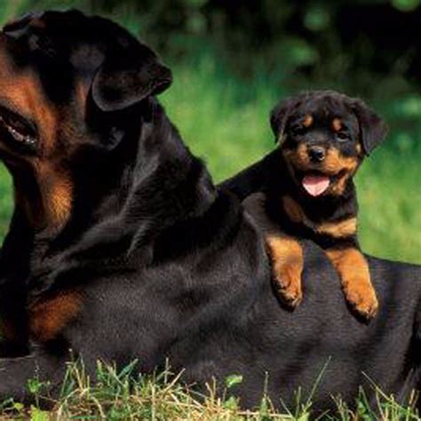 Rottweiler Puppies Wallpapers - Wallpaper Cave