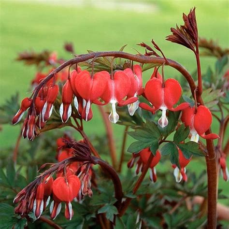 Stunning Red And White Flower Combinations For Your Home Garden