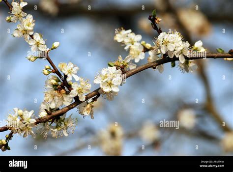 Blackthorn Prunus Spinosa In Flower Stock Photo Alamy