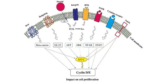 Signaling pathway and cell proliferation. Proliferation is an integral ...