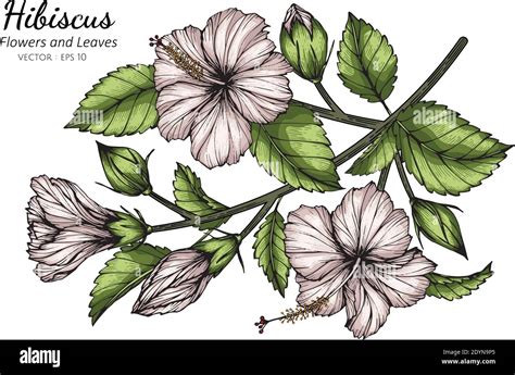 Wei E Hibiskus Blume Und Blatt Zeichnung Illustration Mit Linie Art Auf