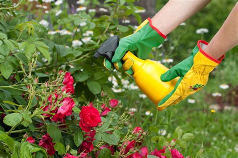 5 Best Fertilizers For Roses Reviewed In Detail Winter 2023