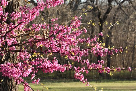 Blooming Redbud Tree Branches Free Stock Photo Public Domain Pictures