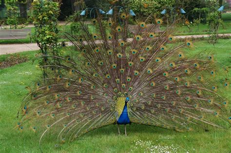 Peacock in the park featuring peacock, park, and plumage | High-Quality ...