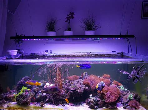 OR 120 90 60 Reef Bar LED Light Orphek Reef Aquarium LED Lighting