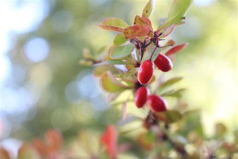 Hawthorn 2 Free Photo Download | FreeImages