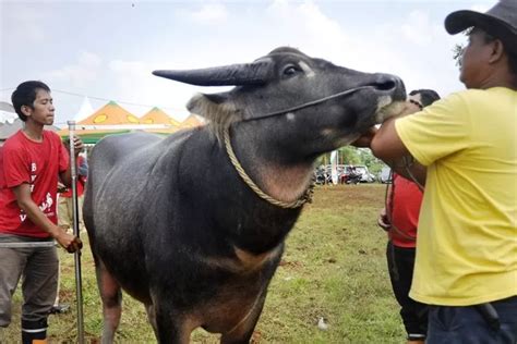 Ternyata Ini Alasan Warga Kudus Jadikan Kerbau Sebagai Hewan Kurban