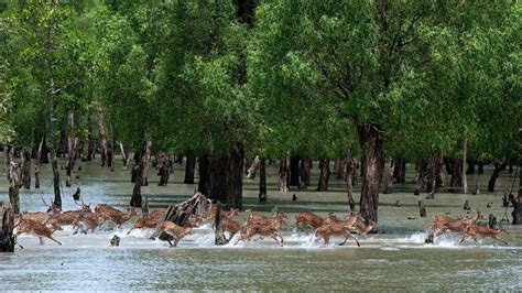 Visit the Sundarbans in Bangladesh and India : r/BangladeshTravel