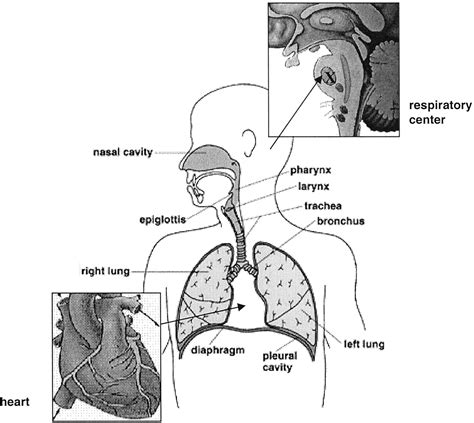 Shortness Of Breath Circulation