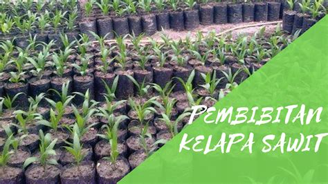 Cara Pembibitan Pada Tanaman Kelapa Sawit Agribisnis Agrokompleks