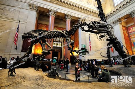 Dinosaur And Brontosaurus Skeletons At American Natural History Museum