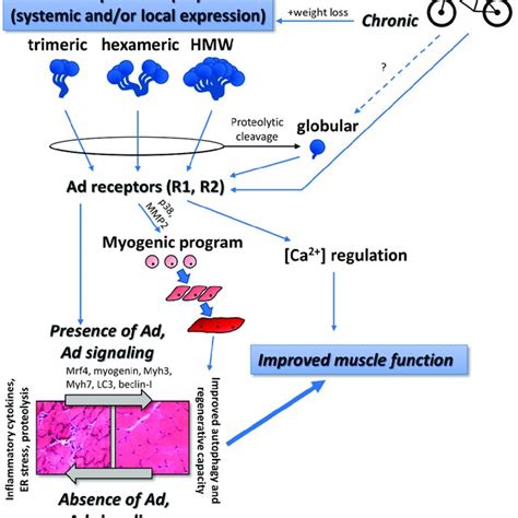 Proposed Relationships Between Adiponectin Exercise And Skeletal