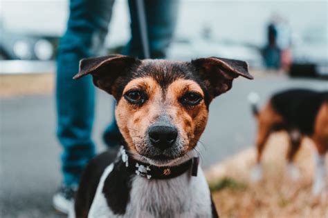 pound buddies animal shelter & adoption center 2