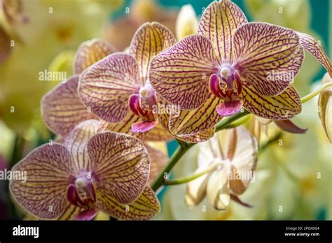 Orchids of garden hi-res stock photography and images - Alamy