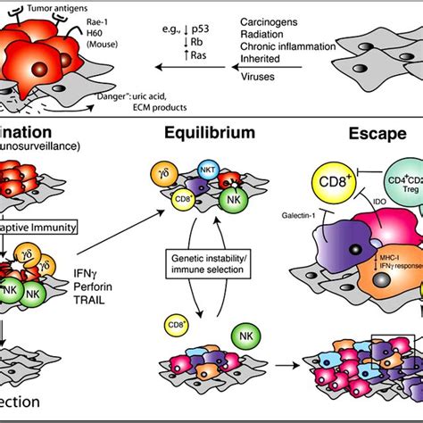 The Three Phases Of The Cancer Immunoediting Process Elimination