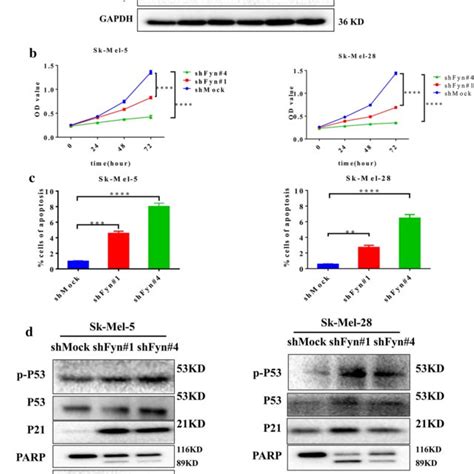 Lj Induces Melanoma Cell Apoptosis And Cell Cycle Arrest In G M