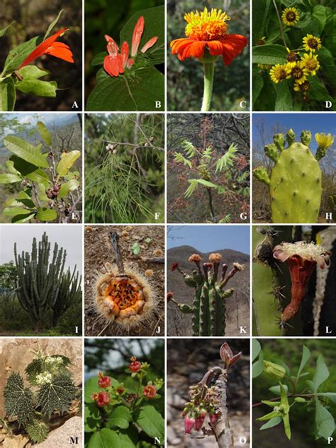 Vegetación y flora vascular del ejido Llano de Ojo de Agua Depresión