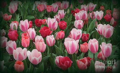 Tulips Lovely In Pink And Red Photograph By Dora Sofia Caputo Fine Art America