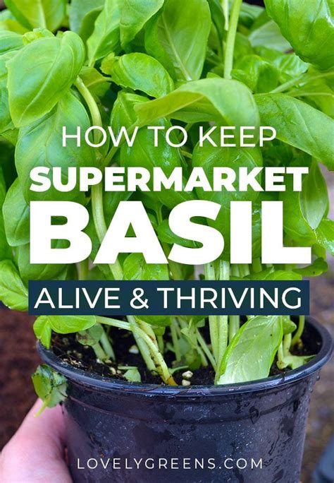 How To Divide And Grow Basil From The Grocery Store Basil Plant