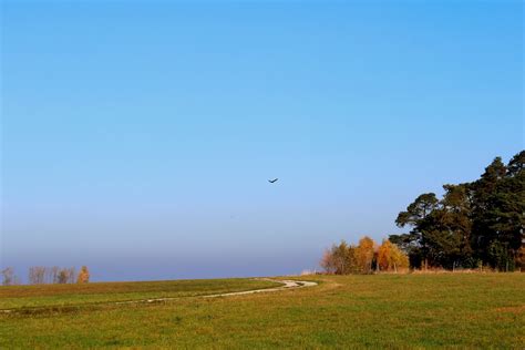 Free Images Landscape Sea Tree Nature Horizon Marsh Bird Sky