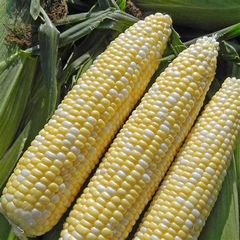 Allure Synergistic Hybrid Sweet Corn Seeds From Gurney S