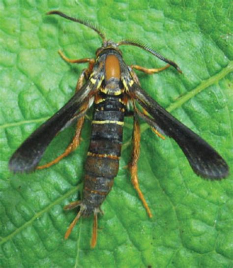 Grape Root Borer Integrated Pest Management