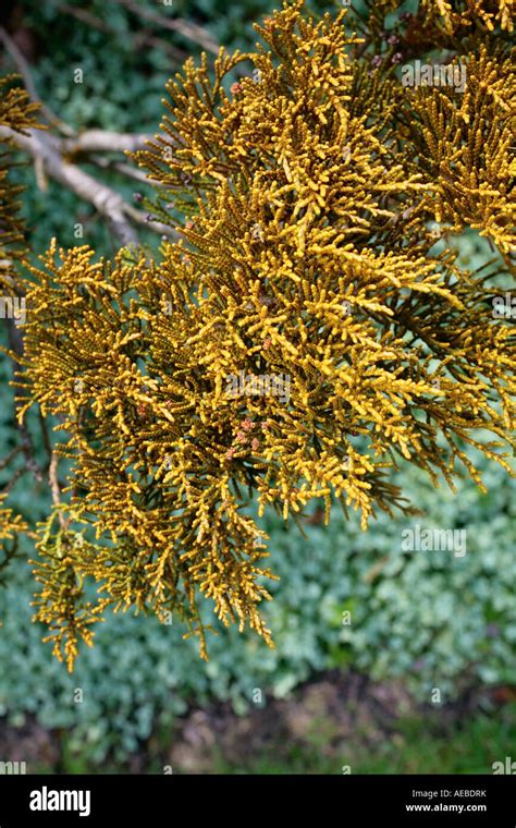 Close Up Of The Late Summer Foliage Of Cypress Chamaecyparis Thyoides