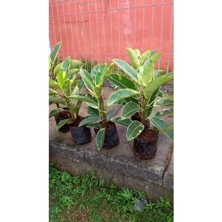 Jual Karet Kebo Variegata Ficus Elastica Variegata Rubber Tree