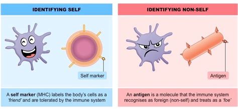 Self Versus Non Self BioNinja Immunology Clinical Chemistry