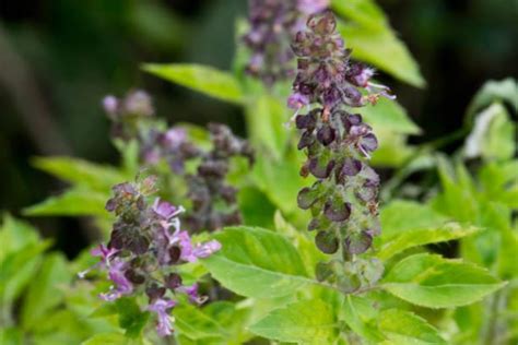 Basil Flowering What Happens To Basil After It Flowers