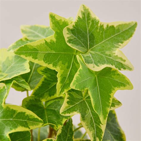 English Ivy Gold Child Indoor Plant Tropical Plant Potted Plant