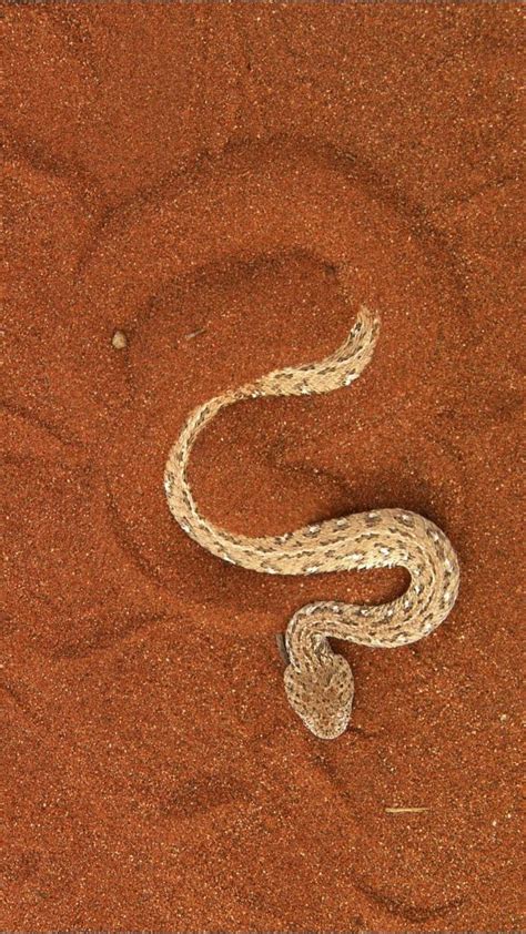 Sidewinder snake | Cobras, Deserto